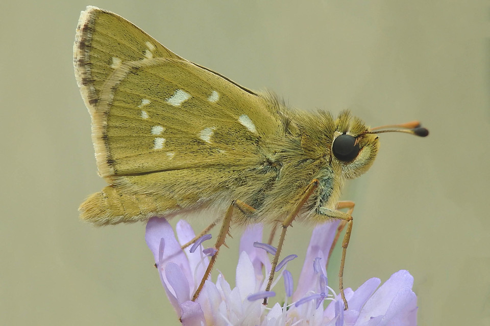 Hesperia comma - vesszős busalepke