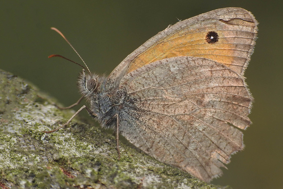 Hyponephele lupina - homoki ökörszemlepke