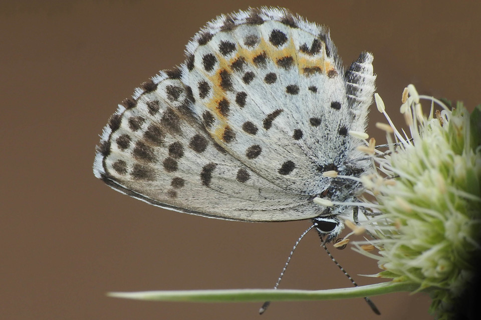 Scolitantides orion - szemes boglárka