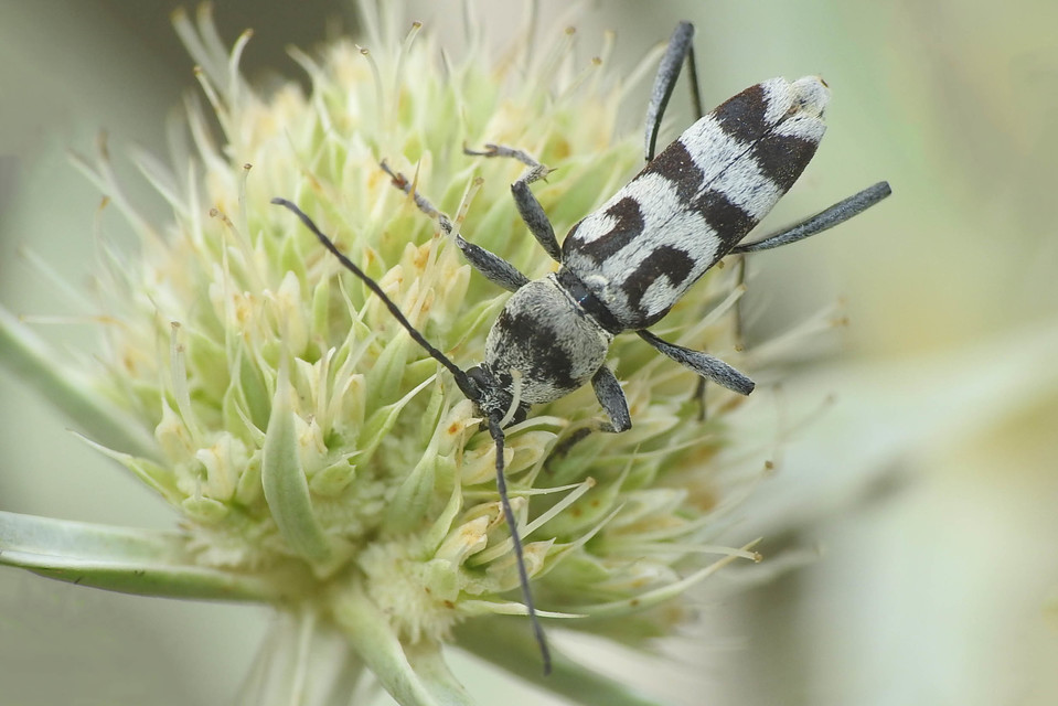 Chlorophorus varius - díszes darázscincér
