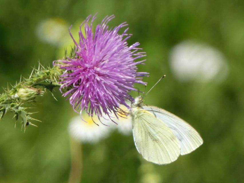 Pieris napi - repcelepke