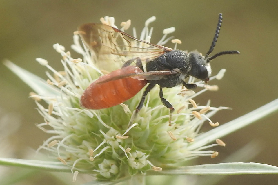 Sphecodes albilabris - nagy piroshasúméh