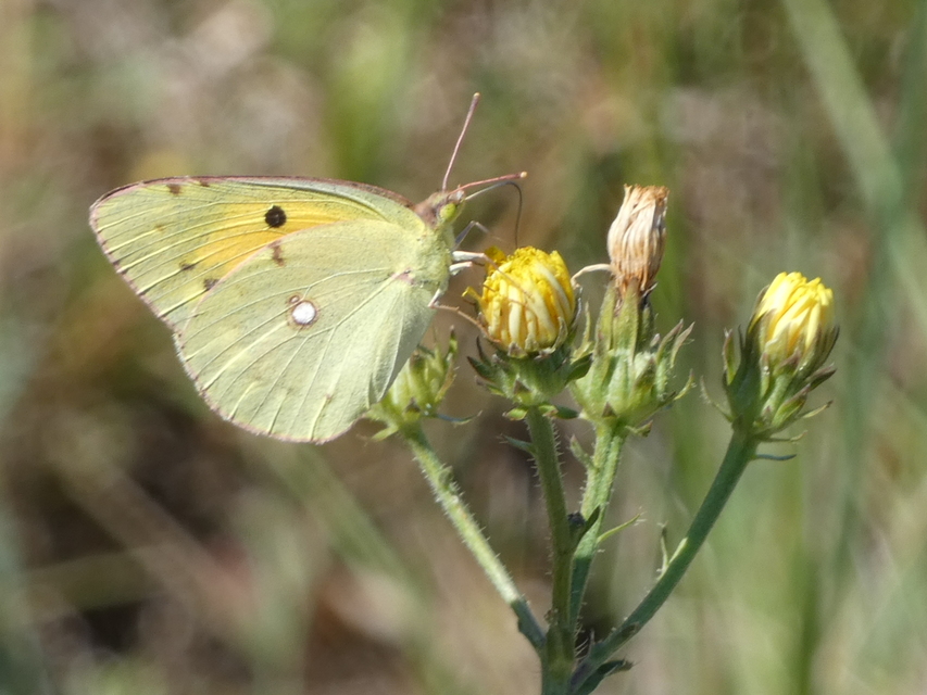 Colias croceus - sáfránylepke