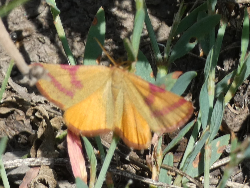 Lythria purpuraria - bíborsávos araszoló