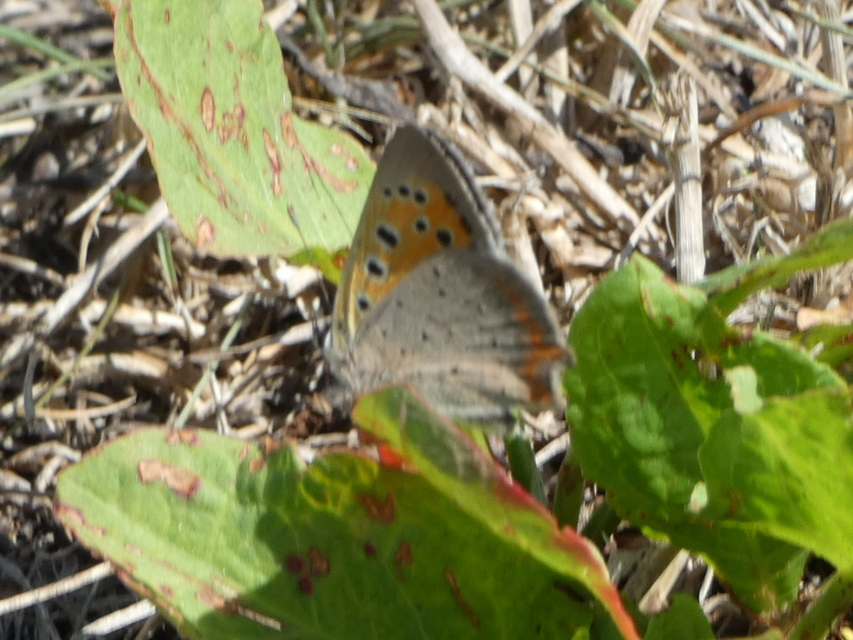 Lycaena phlaeas - közönséges tűzlepke