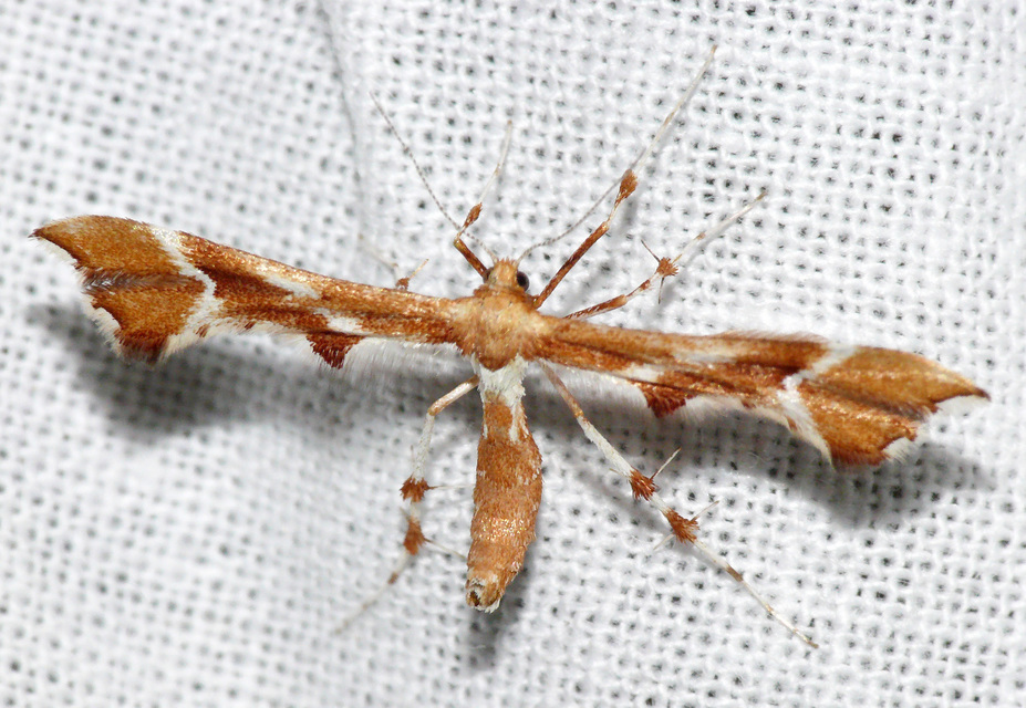 Cnaemidophorus rhododactyla - rózsabogyó-tollasmoly