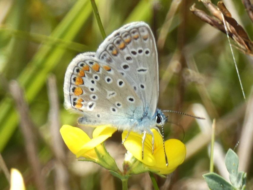 Polyommatus icarus - közönséges boglárka