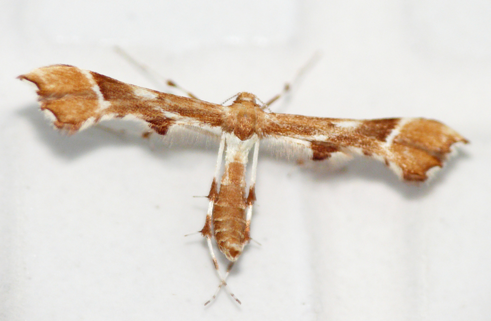 Cnaemidophorus rhododactyla - rózsabogyó-tollasmoly