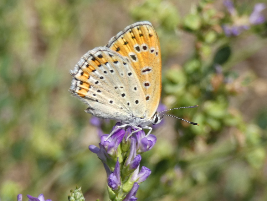 Lycaena thersamon - kis tűzlepke