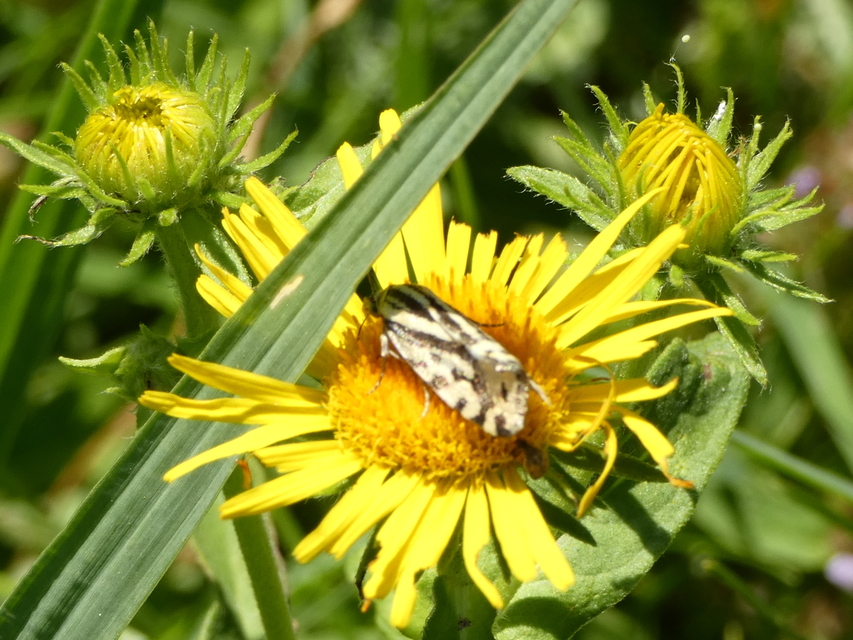 Emmelia trabealis - zebrabagoly