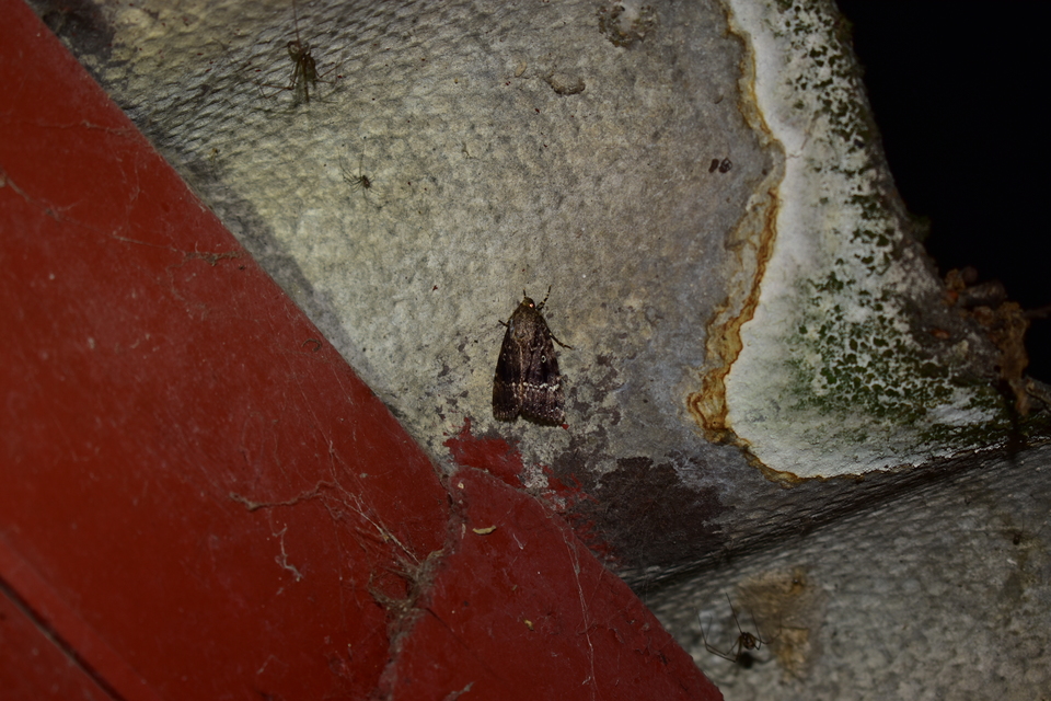 Amphipyra berbera/pyramidea