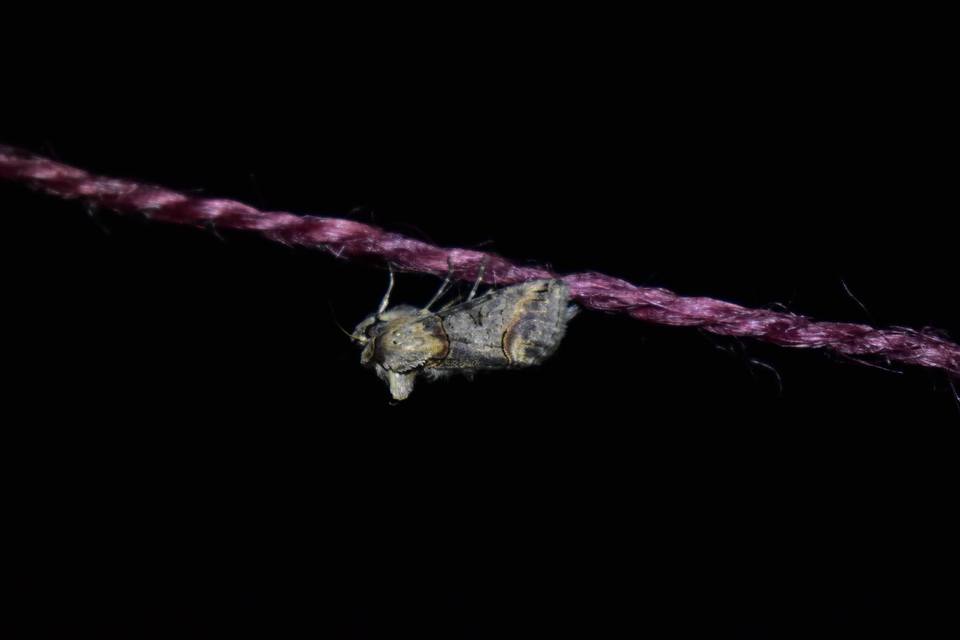 Abrostola triplasia - közönséges csalánbagoly