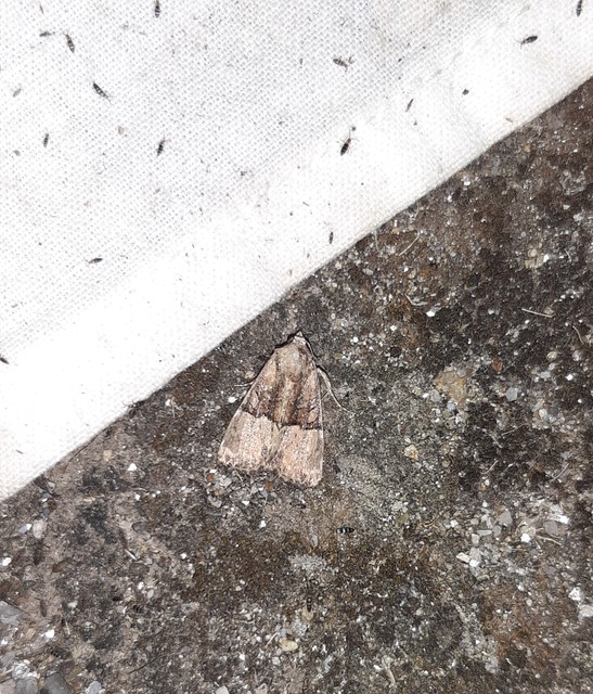 Mesoligia furuncula - kétszínű dudvabagoly