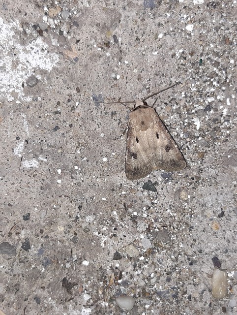Agrotis exclamationis - felkiáltójeles földibagoly