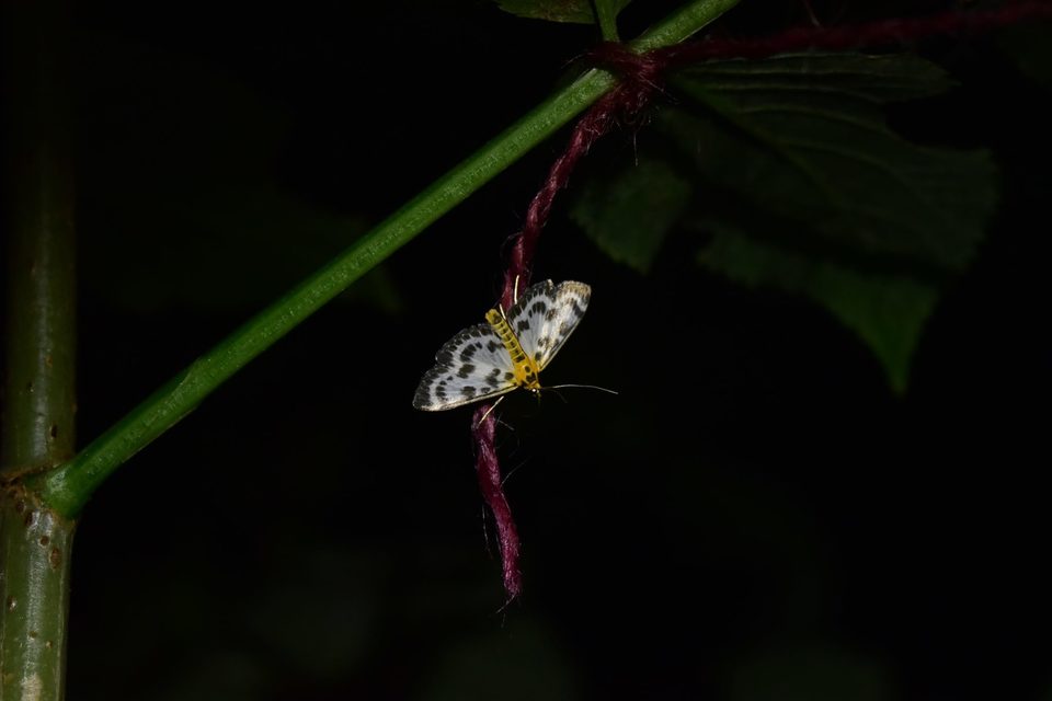 Anania hortulata - tarka csalánmoly