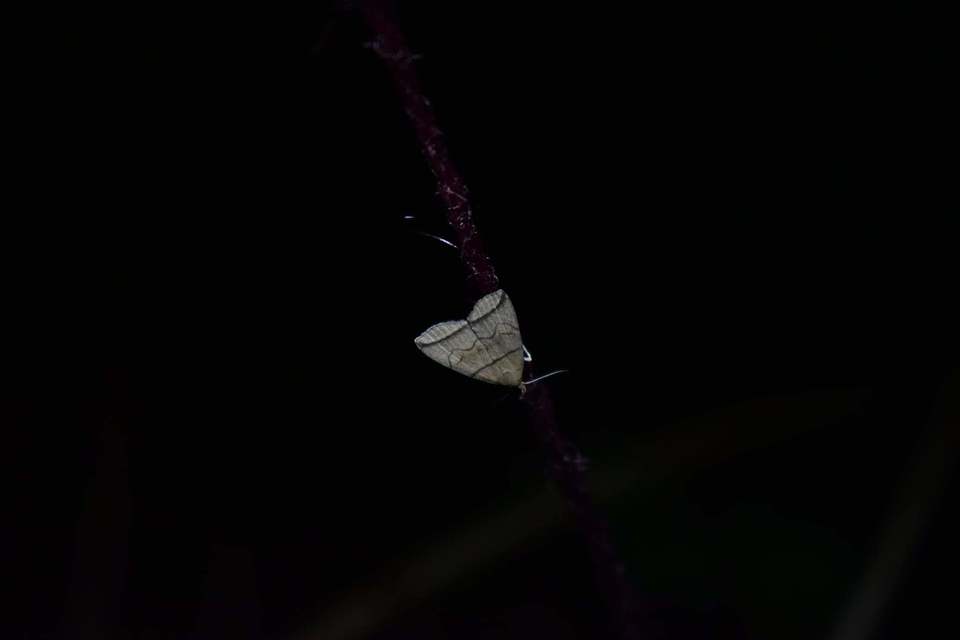 Herminia grisealis - ligeti karcsúbagoly