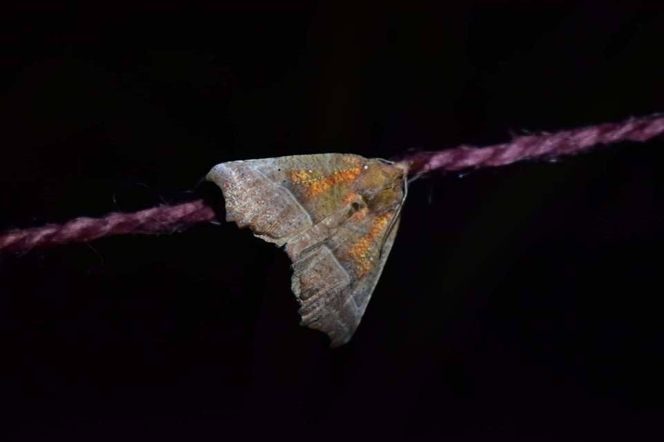 Scoliopteryx libatrix - vörös csipkésbagoly