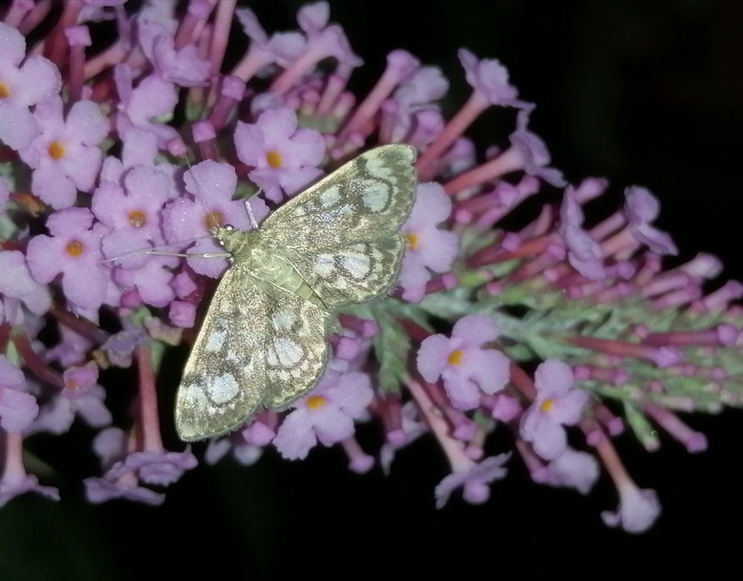 Anania coronata - koronás dudvamoly