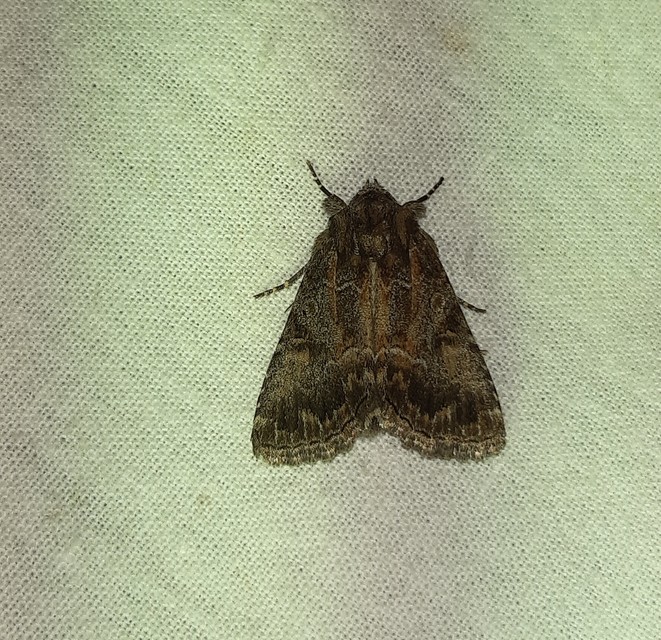 Thalpophila matura - fakó erdeibagoly