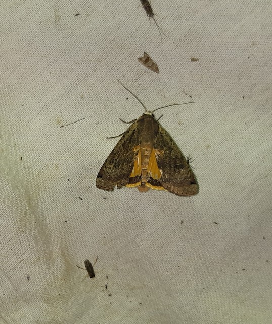 Noctua pronuba - nagy sárgafűbagoly