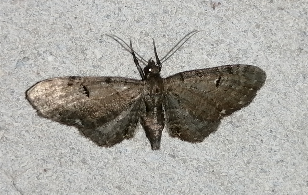 Eupithecia absinthiata - üröm-törpearaszoló