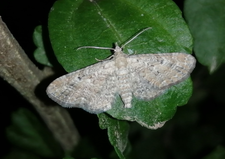 Eupithecia millefoliata - cickafark-törpearaszoló