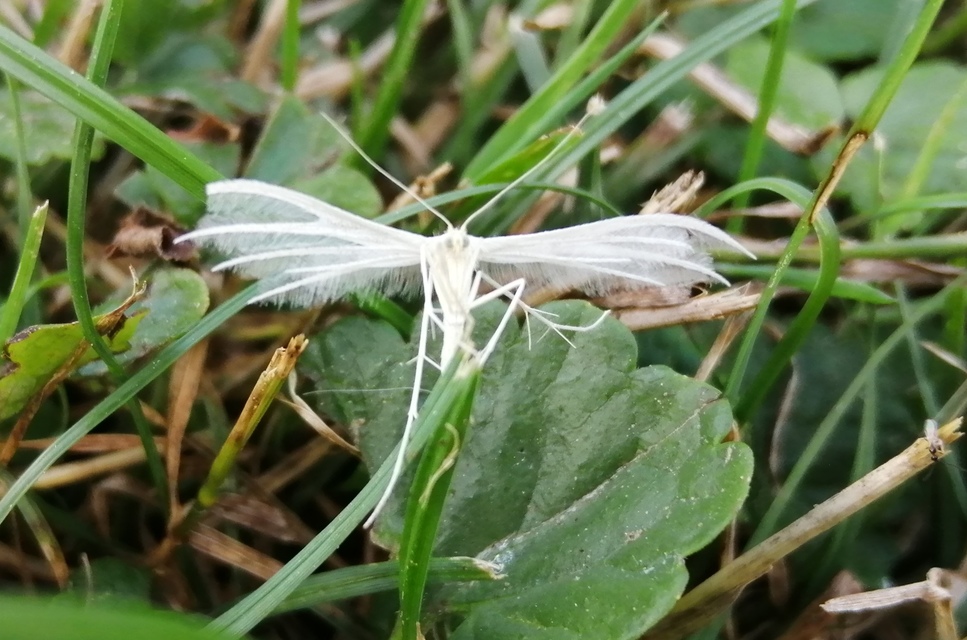 Pterophorus pentadactyla - fehér tollasmoly