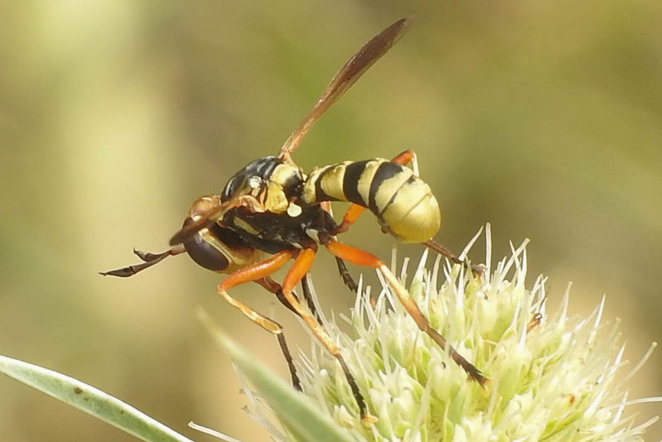 Conopidae - fejeslegyek