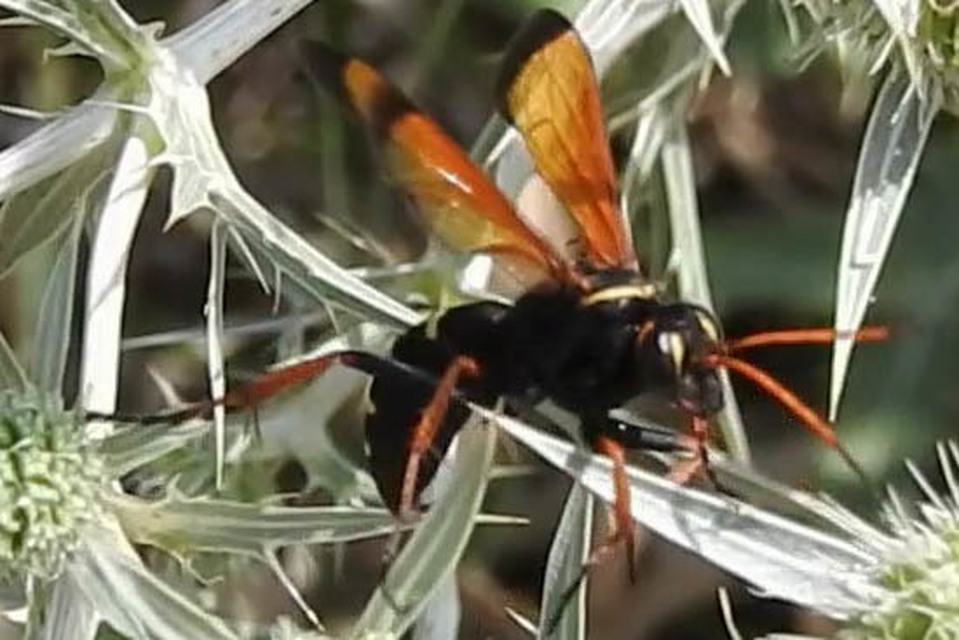 Batozonellus lacerticida - pompás útonállódarázs Batozonellus lacerticida - pompás útonállódarázs