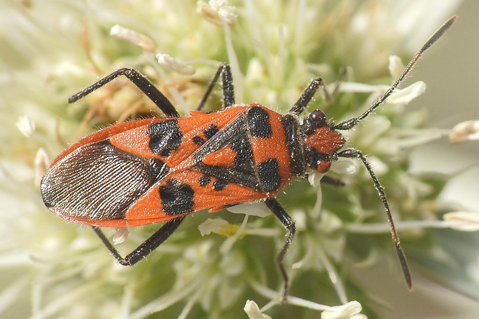 Corizus hyoscyami - piros karimáspoloska