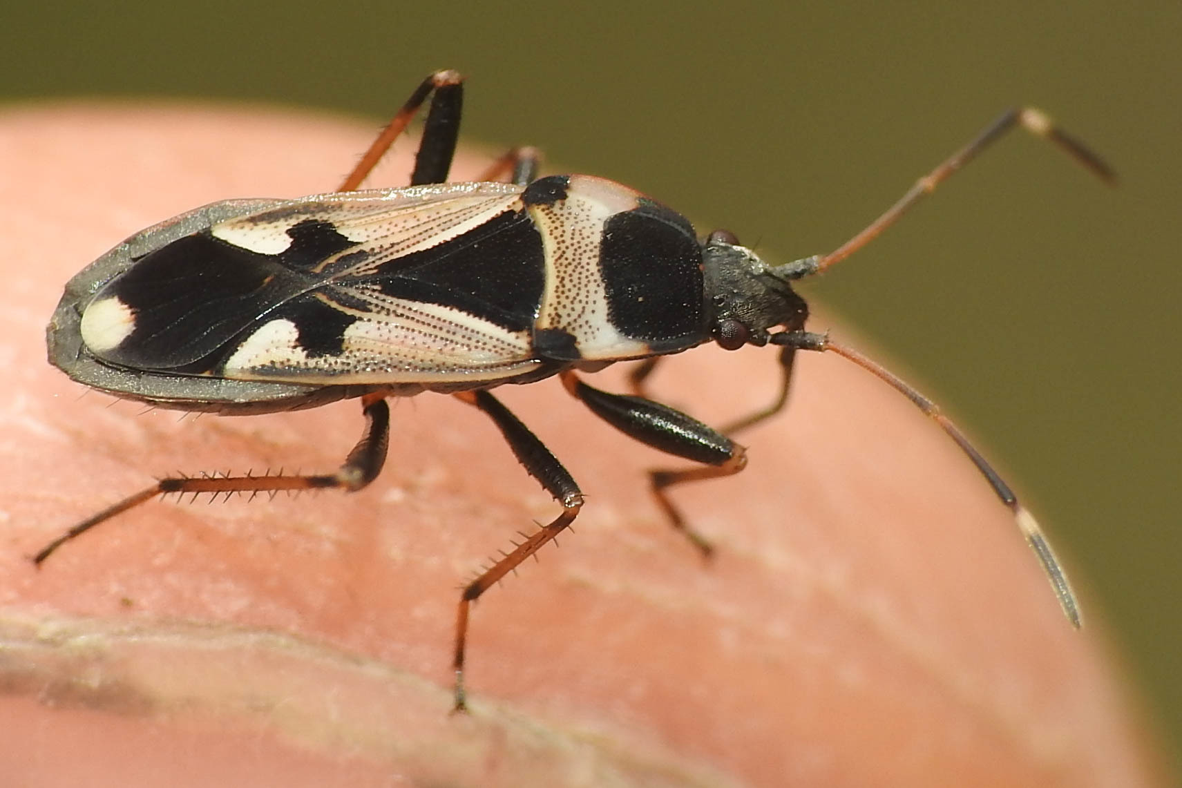 Raglius confusus