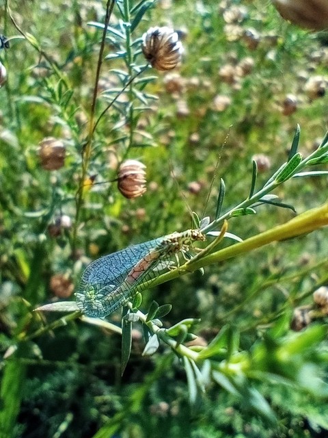 Chrysopidae - zöldfátyolkák