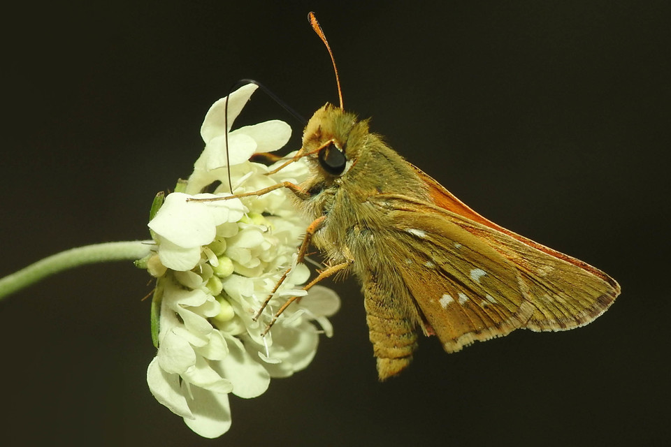 Hesperia comma - vesszős busalepke