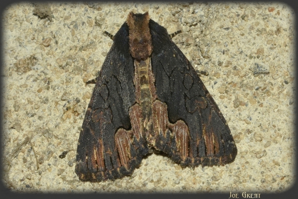 Dypterygia scabriuscula - szurokbarna nyáribagoly