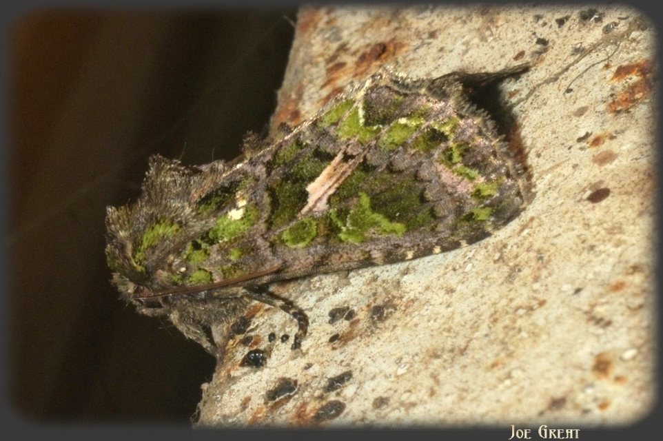 Trachea atriplicis - nyári zöldbagoly