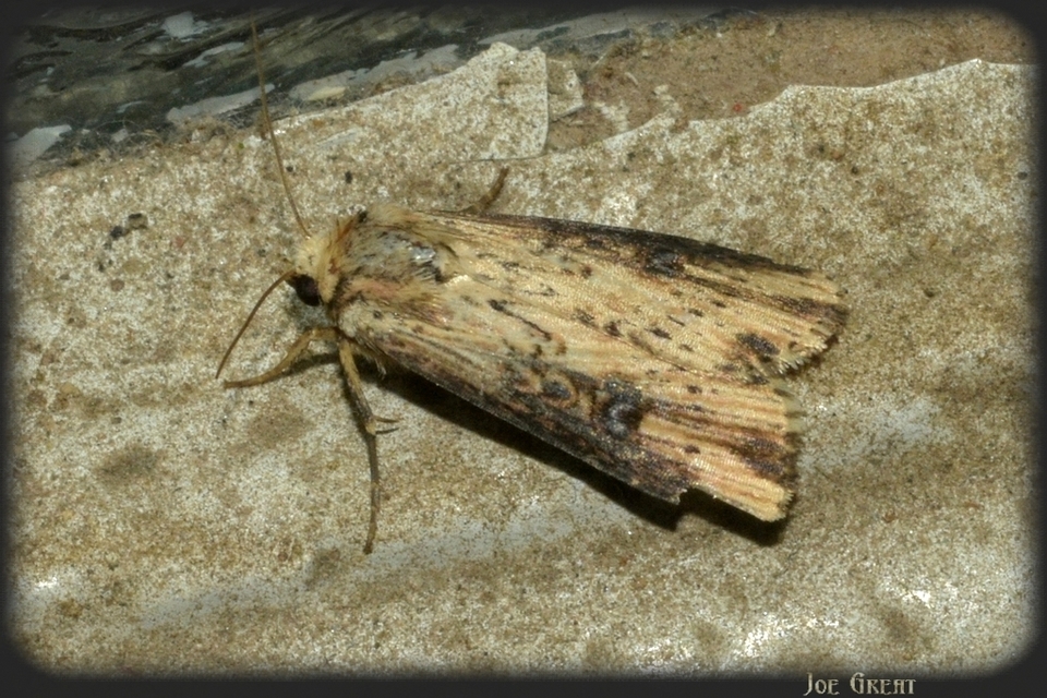 Axylia putris - vonalkás földibagoly