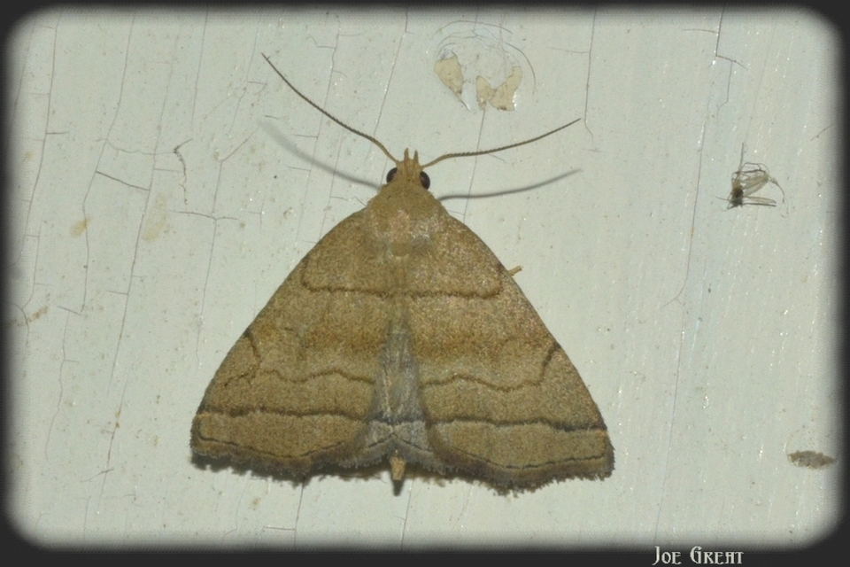 Herminia tarsicrinalis - szőröslábú karcsúbagoly
