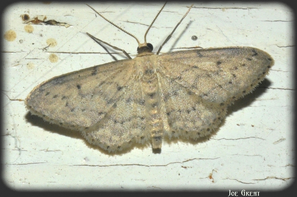Idaea seriata - szürke apróaraszoló