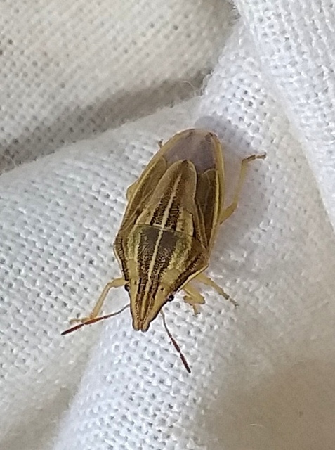 Aelia acuminata - közönséges szipolypoloska Aelia acuminata - közönséges szipolypoloska