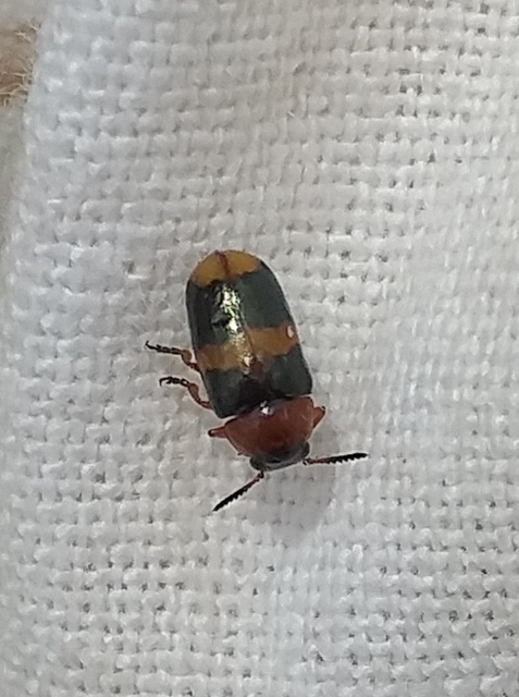 Coptocephala unifasciata - sárgalábú hullóbogár
