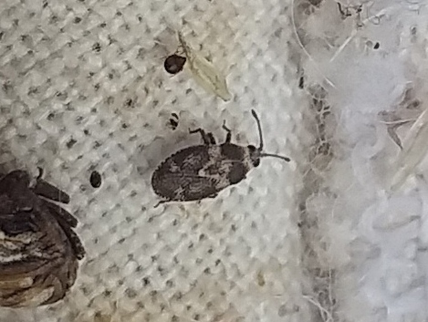 Oncochila scapularis - csuklyás csipkéspoloska Oncochila scapularis - csuklyás csipkéspoloska