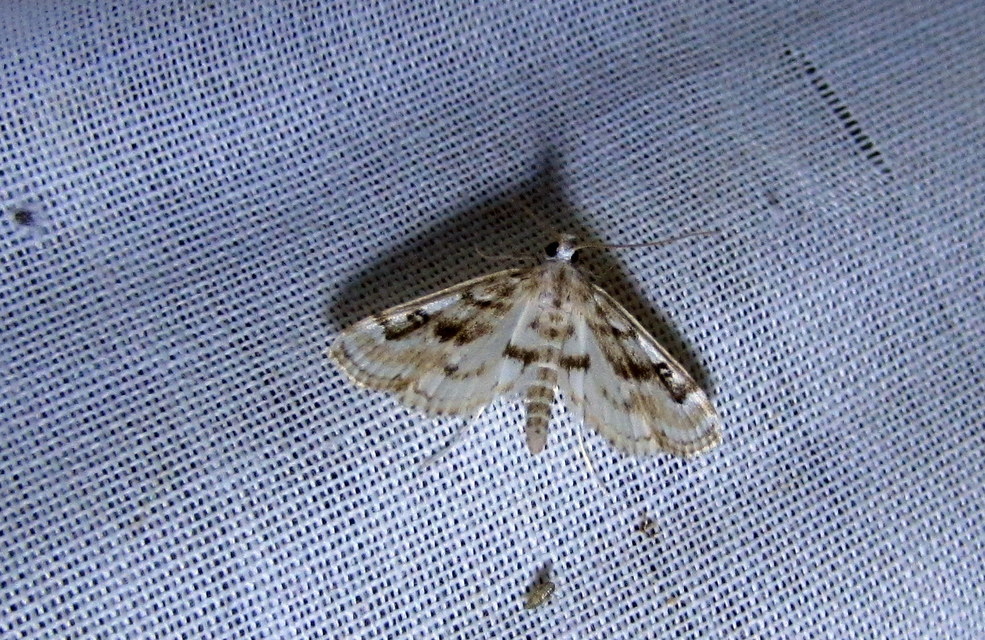 Parapoynx stratiotata - közönséges vízimoly