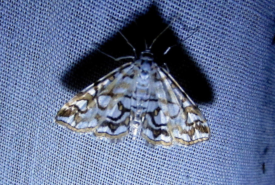 Elophila nymphaeata - tarka vízimoly