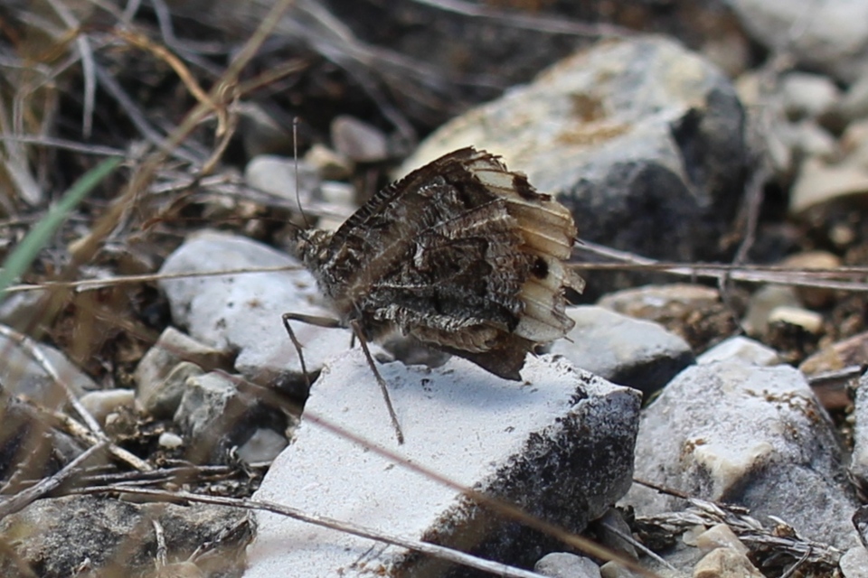 Hipparchia semele - barna szemeslepke