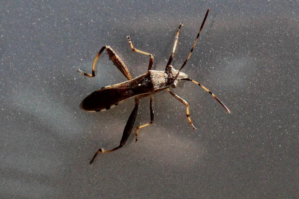 Camptopus lateralis - görbelábú karimáspoloska