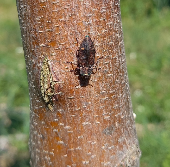 Chrysobothris affinis - aranypettyes díszbogár