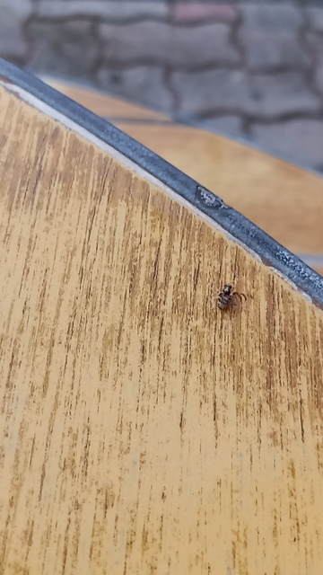 Myennis octopunctata