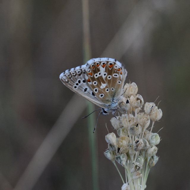 Polyommatus coridon - ezüstkék boglárka