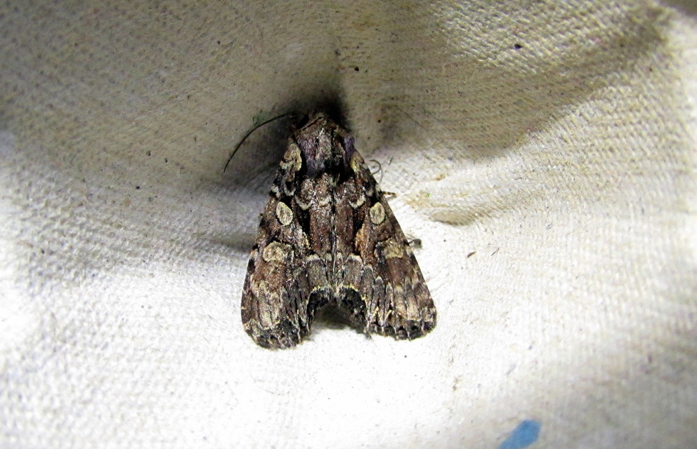 Lacanobia thalassina - borbolya-kertibagoly