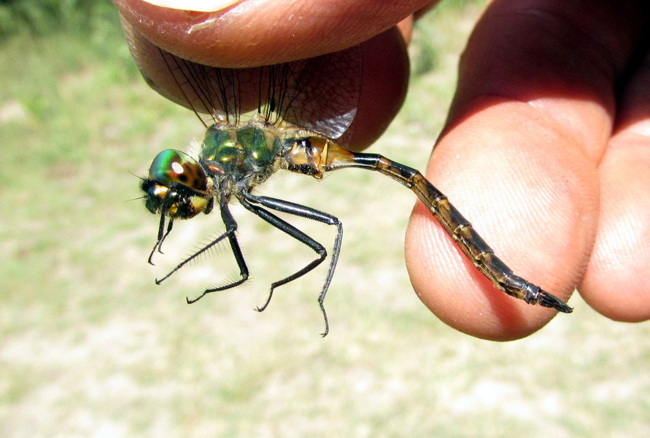 Somatochlora flavomaculata - sárgafoltos smaragdszitakötő